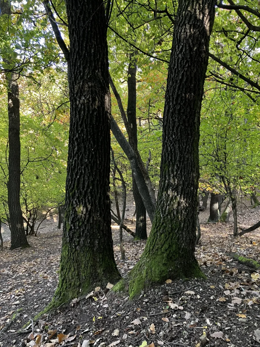 Két sötét tölgytörzs a tavaszi zöld erdőben, Szárliget