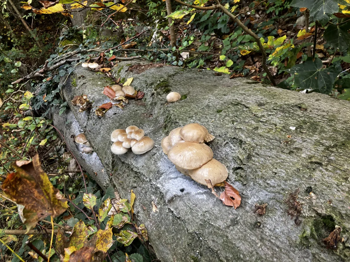 Gombák egy kidőlt, mohás fatörzsön