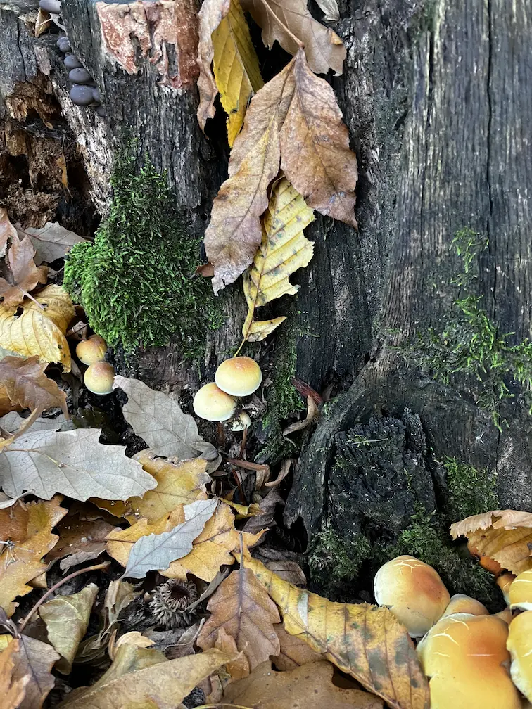 vertes-november-osz-falevel